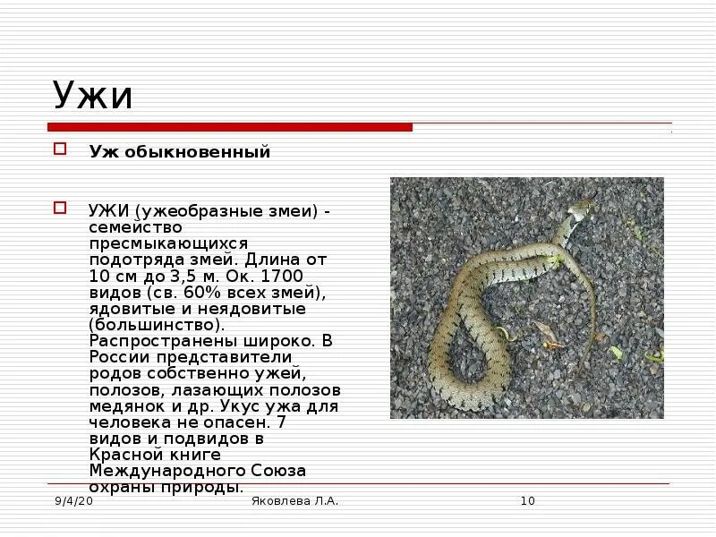 Представители подотряда змей. Семейство пресмыкающихся подотряда змей. Длина ужа обыкновенного. Размеры ужа обыкновенного.