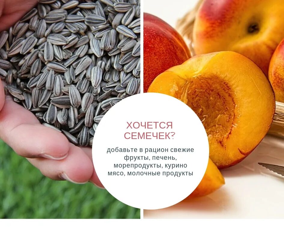 Хочется семечек чего не хватает в организме. Витамины в семечках подсолнечника. если хочется семечек чего не хватает в организме. хочется семечек подсолнечника. хочется семечек чего не хватает.