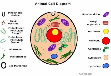 Cell name