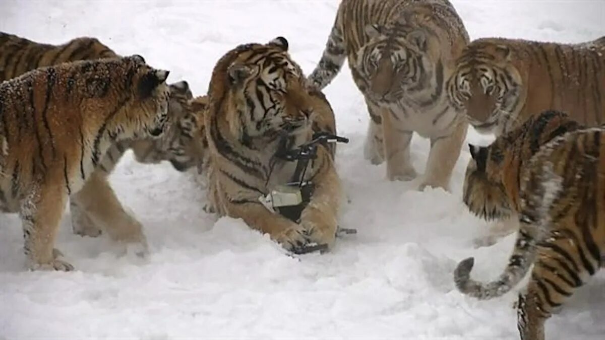 Видео тигров видео видео тигров против. Амурский тигр. Тигр охотится. Уссурийский тигр. Уссурийский тигр рядом с человеком.