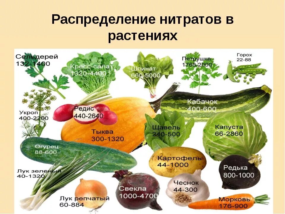 Какие вещества содержатся в огурце