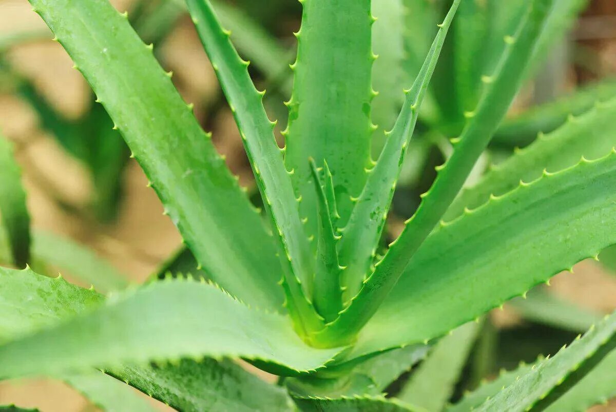 Aloe via. Алоэ Плант. Алоэ перфолиатум.