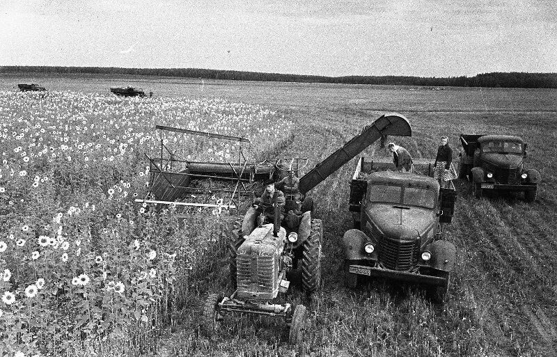 Читать назад в колхоз. Колхозы и совхозы в ссср 1930. сельское хозяйство ссср 1960. советский колхоз. совхоз ссср.