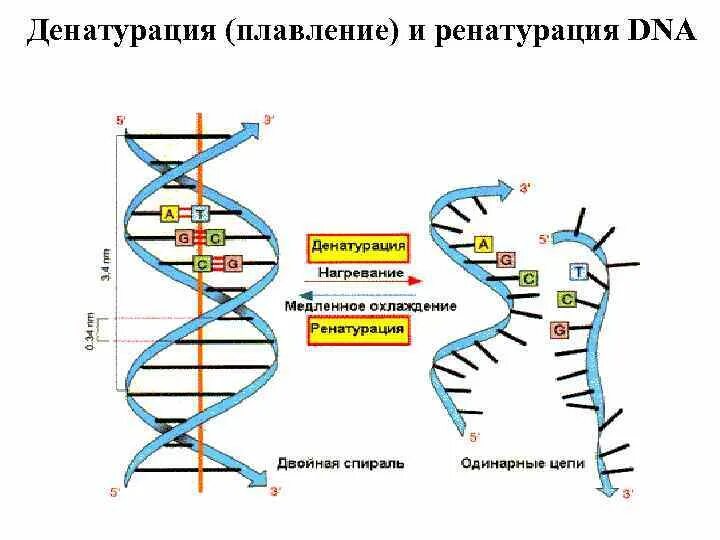 Физико-химические и биологические свойства днк. Денатурация рнк. При денатурации днк. Физико химические свойства лнк. Денатурация днк или рнк это.