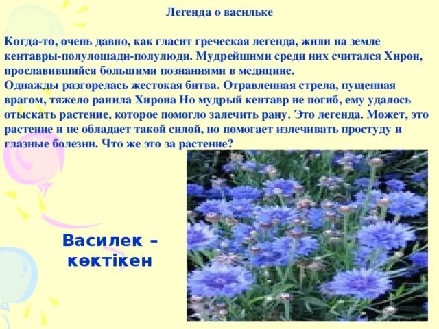 Синий василек предложение. Легенда про Василек. Загадки о васильке. Интересные факты о васильке. Василек Легенда о цветке для детей.