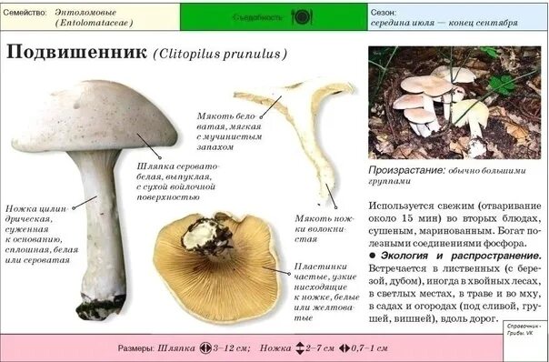 Справка - краткие факты. Подвишенник. Другие названия - подвишень, ивишень, вишн