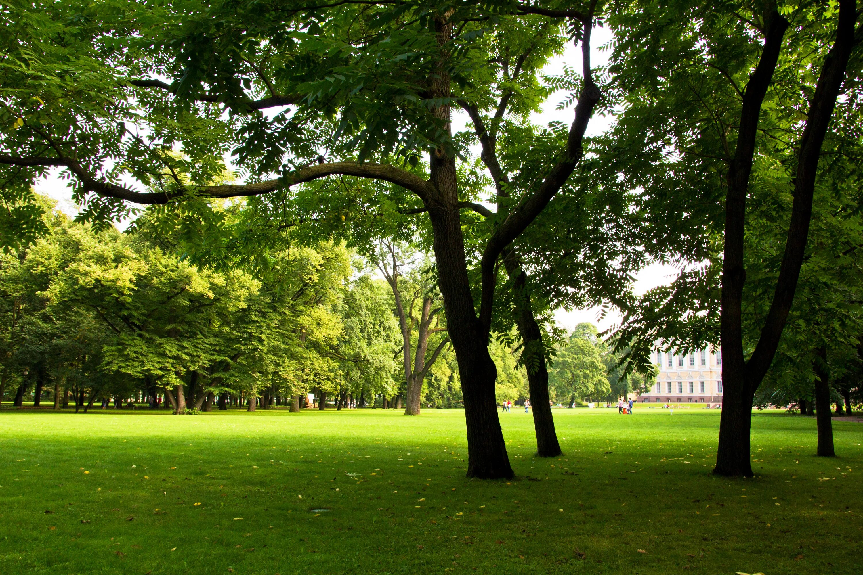 Park scene. Зеленый парк. Лужайка в парке. Зеленый газон в парке. Зеленая лужайка в парке.