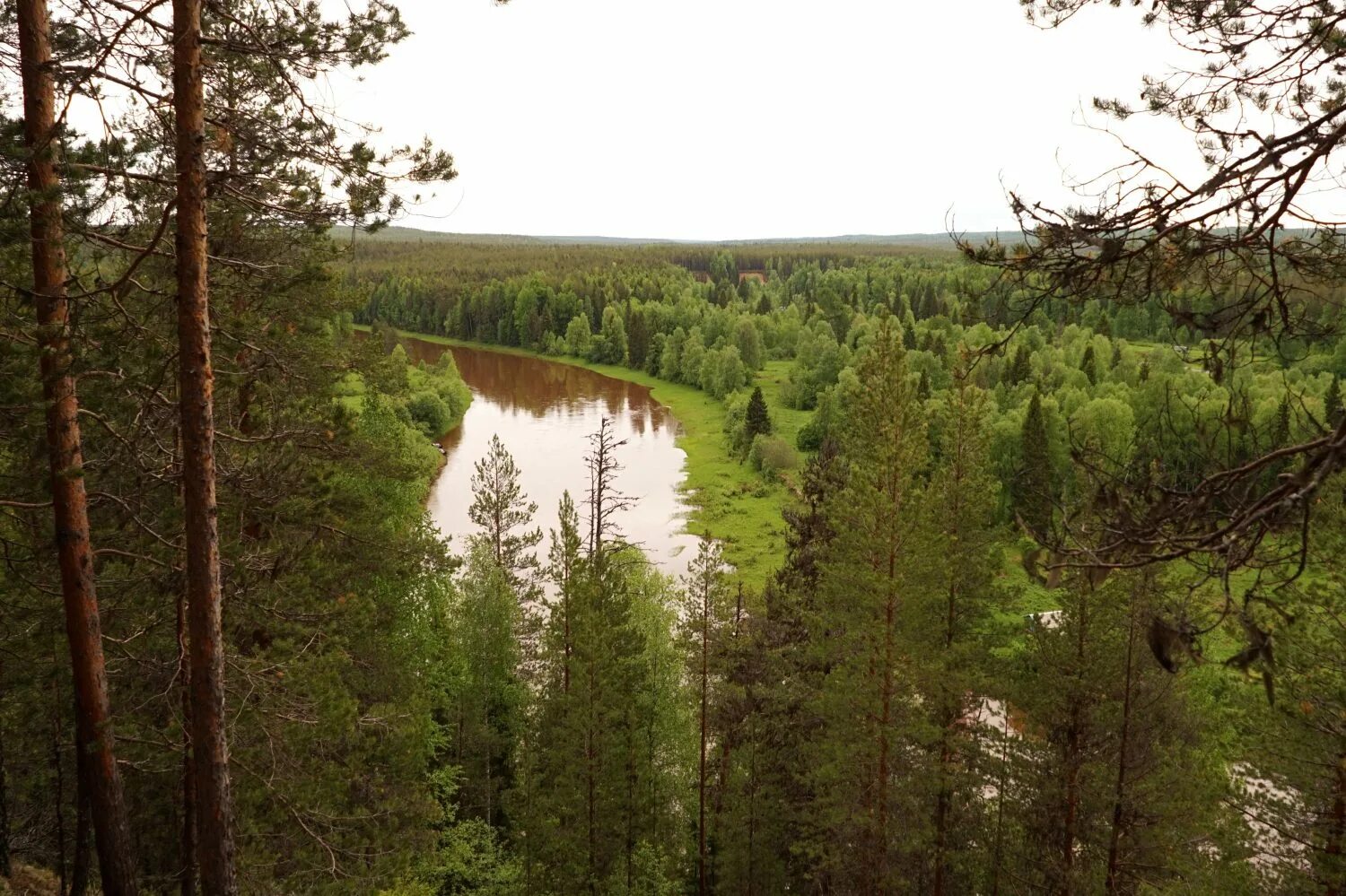 Береза пушистая ареал. Двинско-пинежский заказник архангельской области. Пинежский озеро архангельск. Пейзаж береза березовая роща озеро. Берёзовая роща в ростовской области.