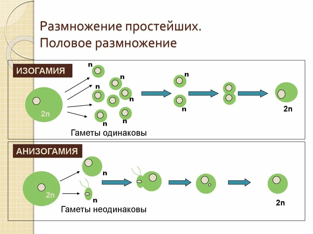 Каким видом размножается. Способы размножения простейших. Типы полового размножения простейших. Бесполое размножение простейших схема. Процесс размножения схема.