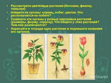 Рассмотрите цветковые растения