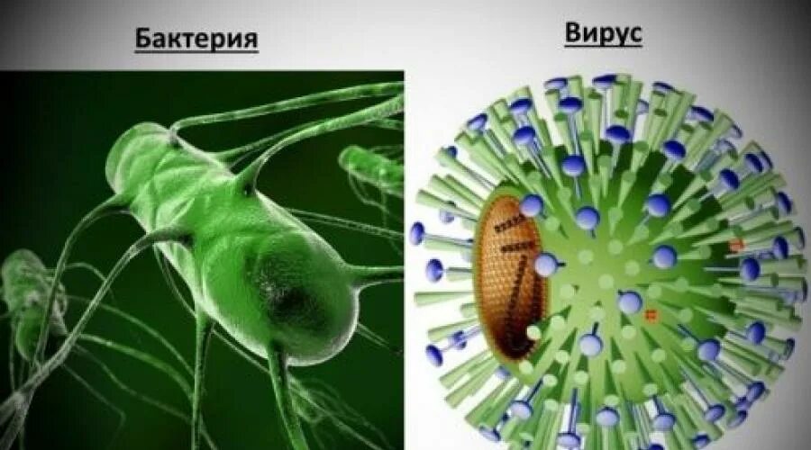 Чем отличается бактерия от вируса простыми словами. Вирусы и бактерии. Вирус от бактерии. Отличие вируса от бактерии. Вирусы отличаются от бактерий.