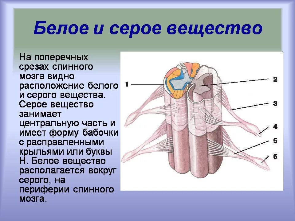 Аксон образует серое вещество. Строение серого вещества в спинном мозге. Серое и белое вещество спинного мозга. Строение серого и белого вещества спинного мозга. Строение серого вещества спинного мозга анатомия.