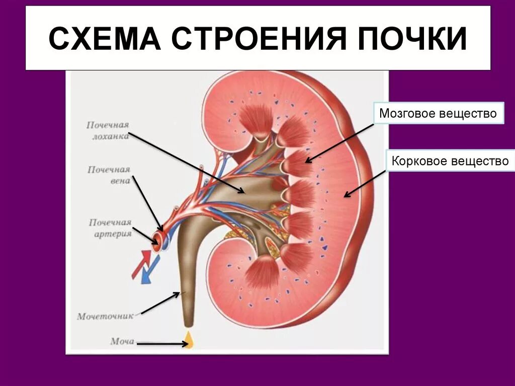 Фотографии ОБЩАЯ СТРУКТУРА ПРИЛОЖЕНИЯ