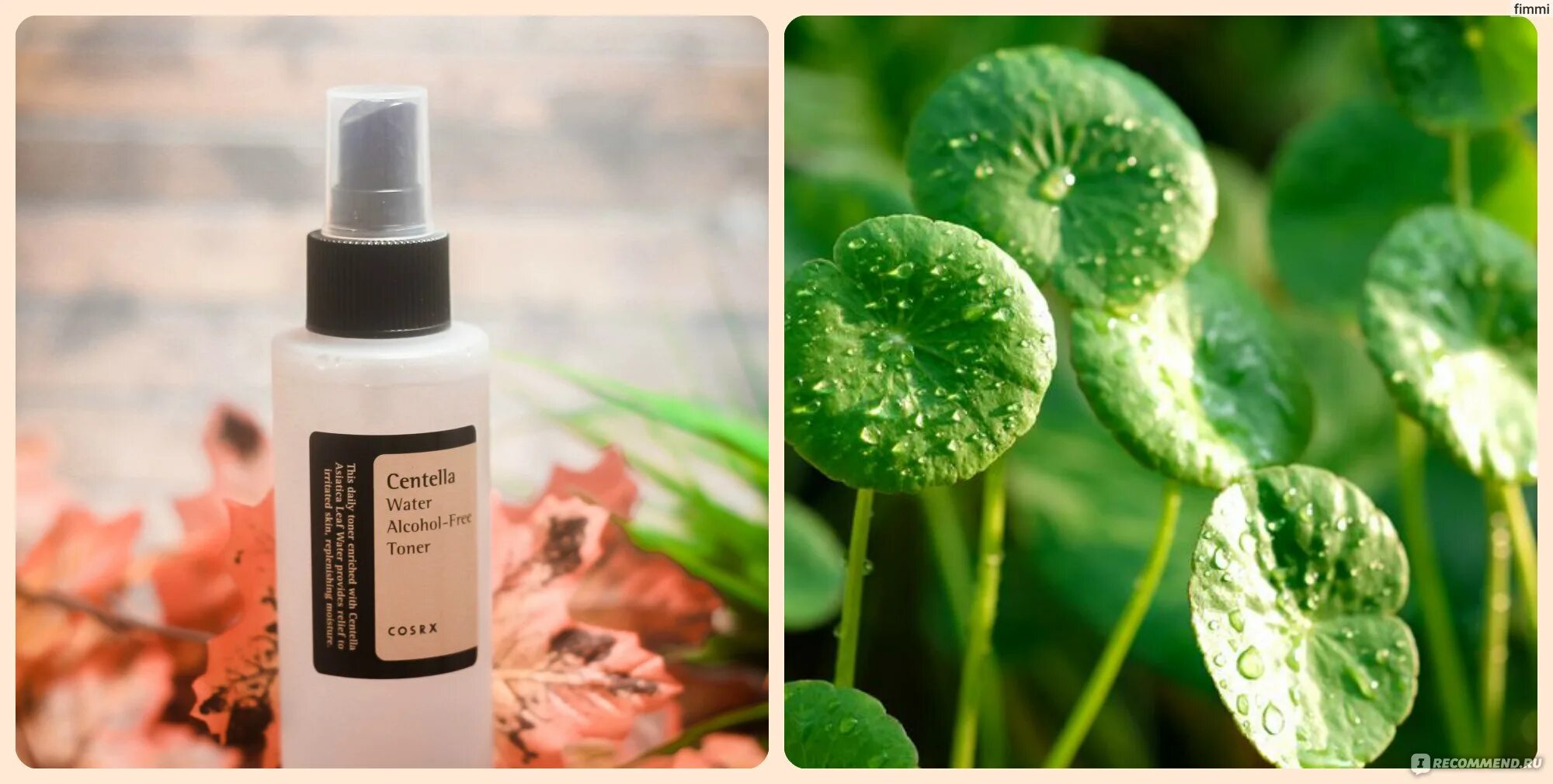 Cosrx ampule centella blemish эссенция ампульная с экстрактом центеллы для лица. Centela корейская косметика. Центелла азиатская в косметике. Центелла азиатская centella asiatica. Centella asiatica крем.