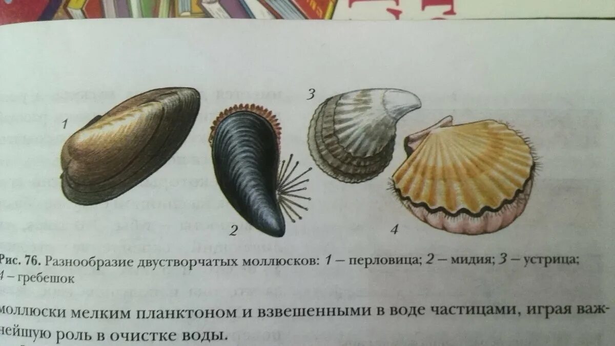 Строение раковины гребешка. Двустворчатые моллюски перловица. строение раковины морского гребешка. морские двустворчатые моллюски представители. раковина двустворчатого моллюска.