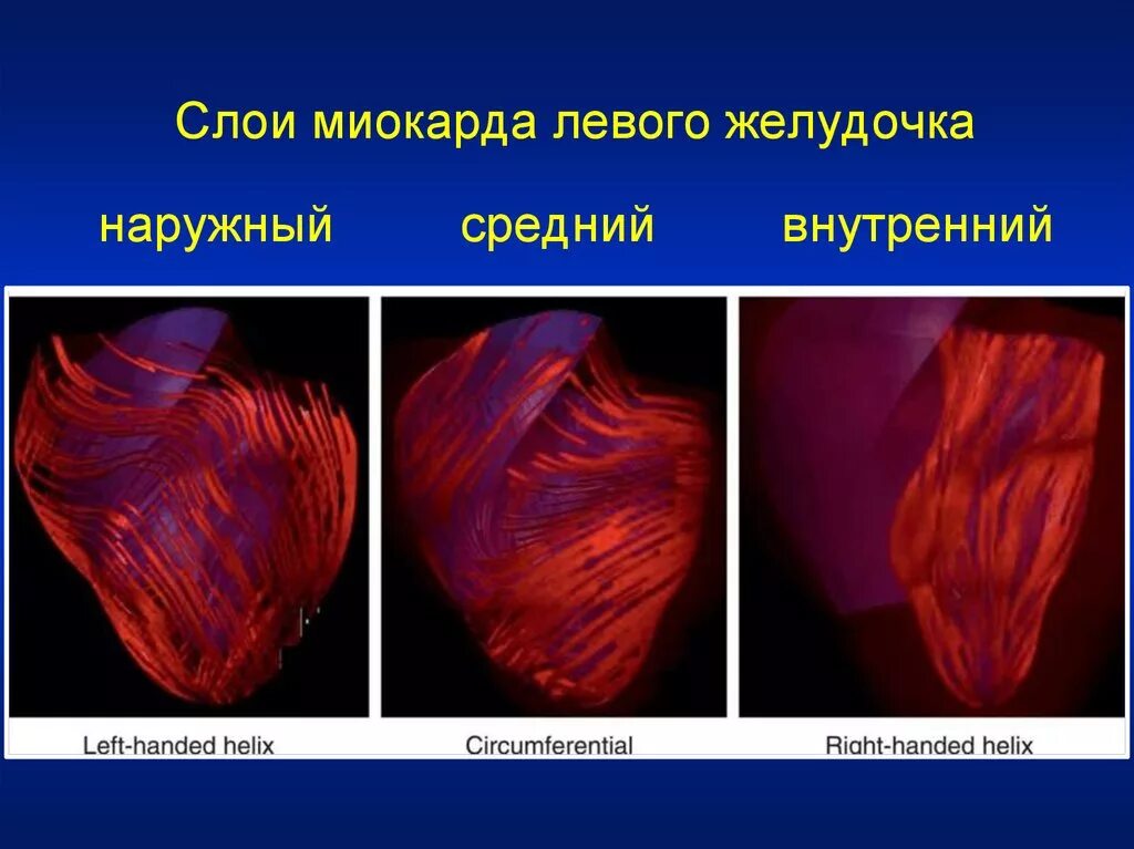 Слои миокарда. Строение миокарда. Миокард левого предсердия