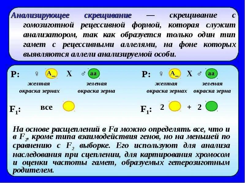 Рецессивная гомозигота образует два типа гамет. Рецессивные гомозиготы. моногомозиготная. гомозигота это биология. типы гамет которые образует рецессивная гомозигота.