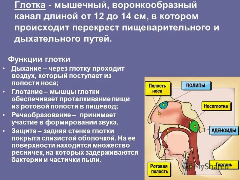 Глотка переходит в пищевод. Глотка отделы строение функции. Глотка особенности строения и функции. Функции глотки анатомия.