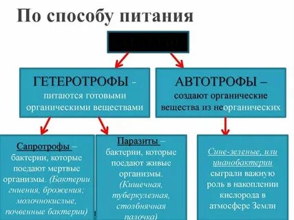 Способы питания бактерий гетеротрофы автотрофы