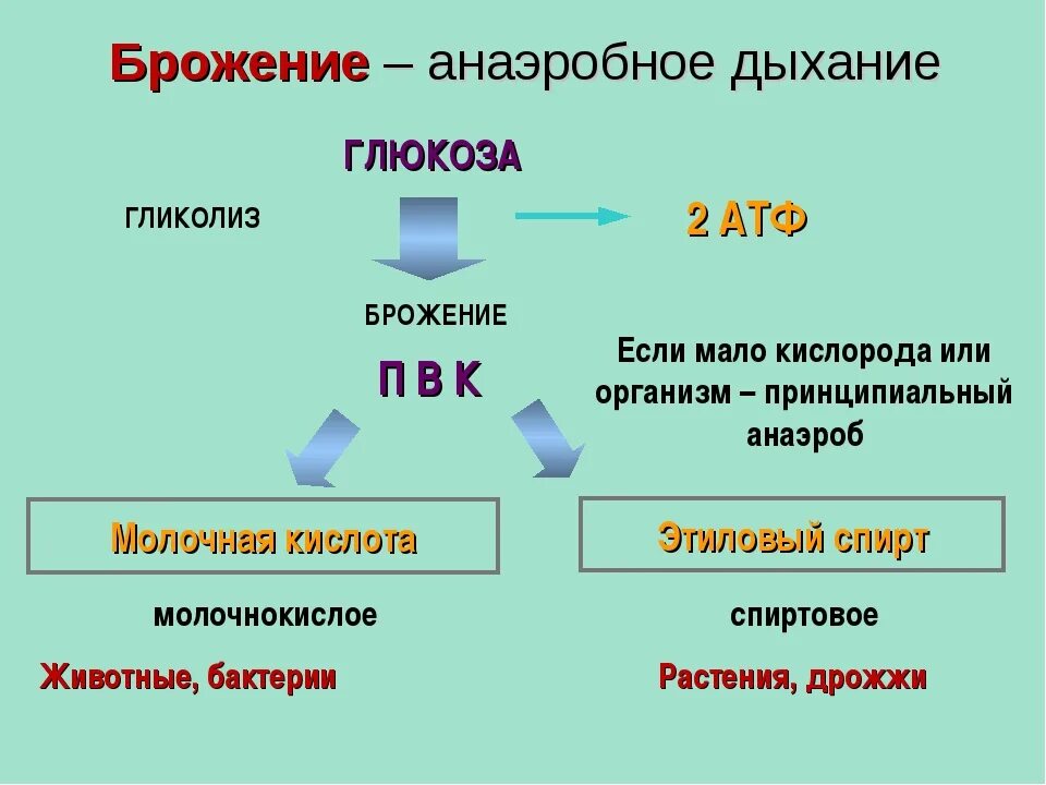 Процесс аэробного дыхания схема. Анаэробное дыхание схема. Брожение анаэробное дыхание. Этапы процесса брожения