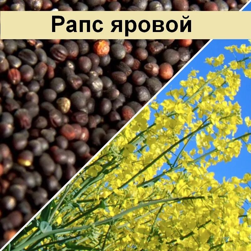 Рапс семена купить. Рапс Яровой семена. Рапс Яровой сидерат семена. Рапс Яровой сорт Форпост. Рапс это зерновая культура.