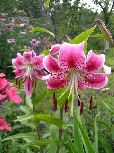 Лилия прекрасная рубрум. Лилия speciosum rubrum. Лилия Специозум рубрум. Лилия видовая прекрасная рубрум.