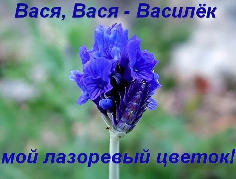 Открытка с днем рождения василию с пожеланиями. Поздравления с днём рождения Василию. Вася Василек с днем рождения.