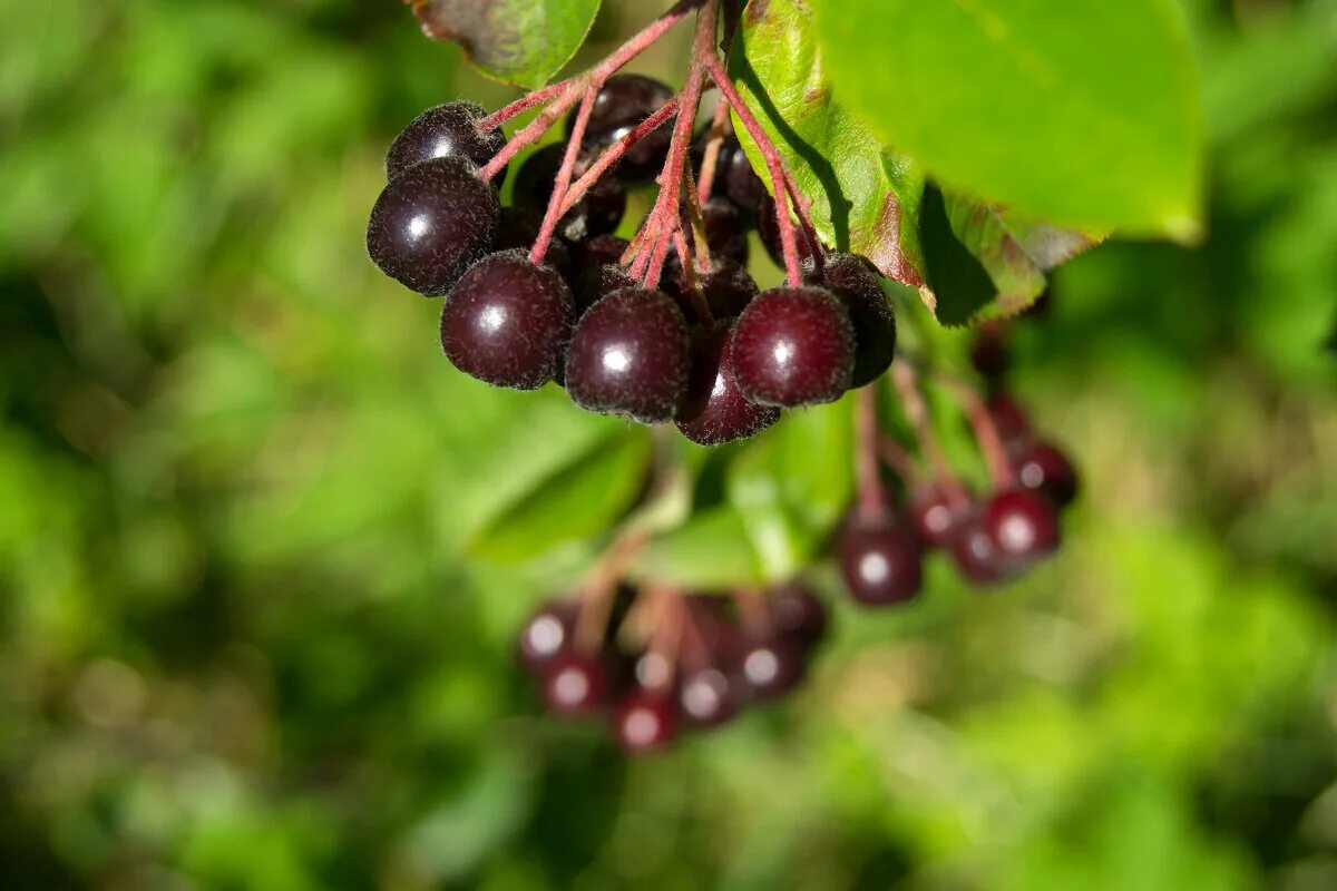 малина черноплодная рябина