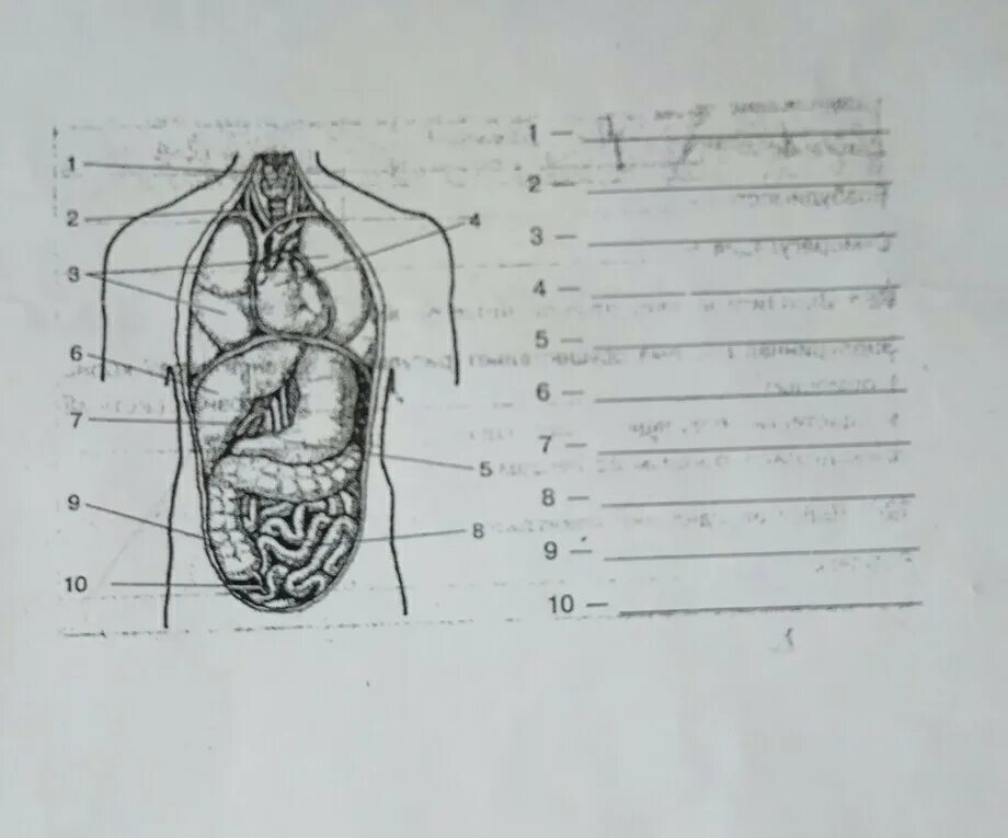 Обозначь органы на рисунке. Обозначение органов. Органы биология обозначение. Отметь названия органов, обозначенных цифрами кролик. Наступе обозначение Оргон.