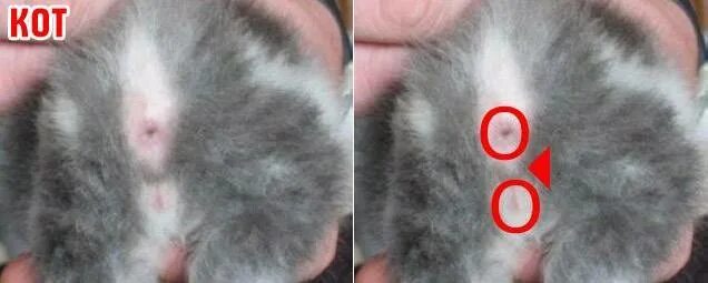 Как определить пол 2 месячного котенка. RFR jnkbxbnm rjntyrf vfkmxbrf njn ltdjxrb. Как определить пол котенка фото. Как отличить котика от кошечки фото.