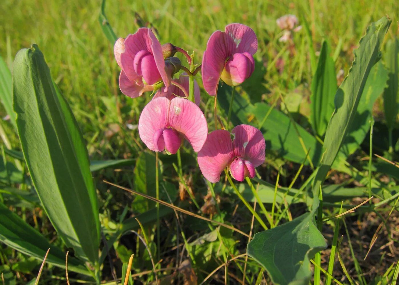 Чина (Lathyrus). Чина Лесная. Чина Лесная растение. Lathyrus sativus. Plants of russia