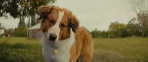 A dog lives in the imperial