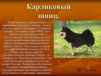 Собака шпиц характеристика