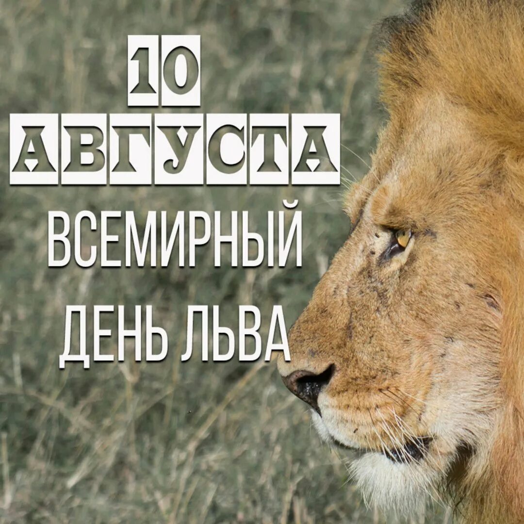 Всемирный день льва 10 августа. Лев ворлд. День львов. Лев портрет. Белгородский зоопарк лев.