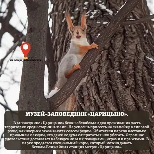 Живой белок инструкция. Чем покормить белок в парке. как зимуют белки в городских парках. чем кормить белок зимой. поможем белкам зимой.