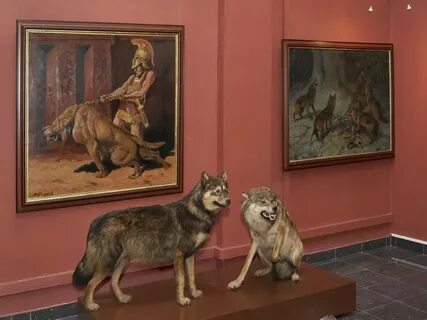Шаховская собаки