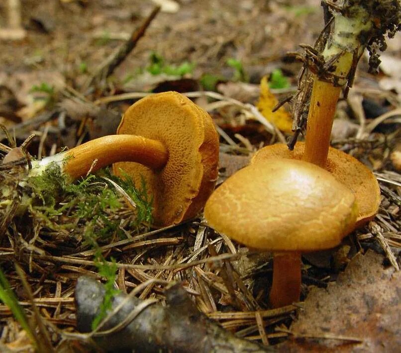 грибы маслята ложные. Suillus collinitus. масленок рыжий. масленок пластинчатый. Suillus tomentosus.