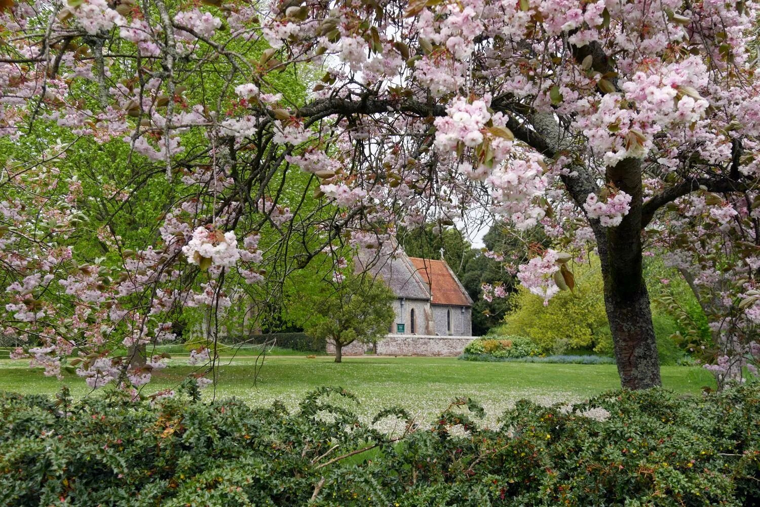 Cherry blossom отзывы. Сад Боднант Уэльс. Сакура Канзан. Черри Блосмом гриныилл. Гринфилд черри блоссом.