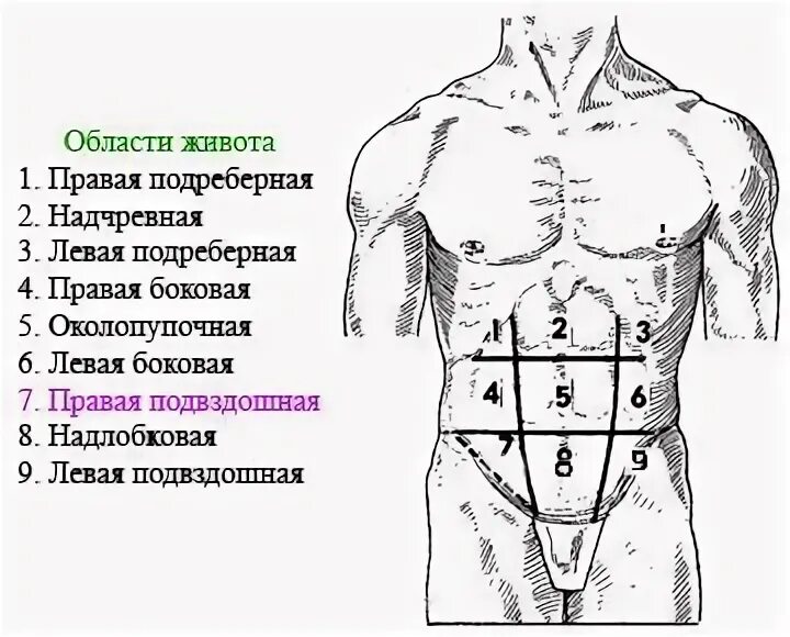 Ноющая боль в подвздошной области. Анатомические области живота. Области живота схема. Области живота схема с названиями. Надчревная область органы.