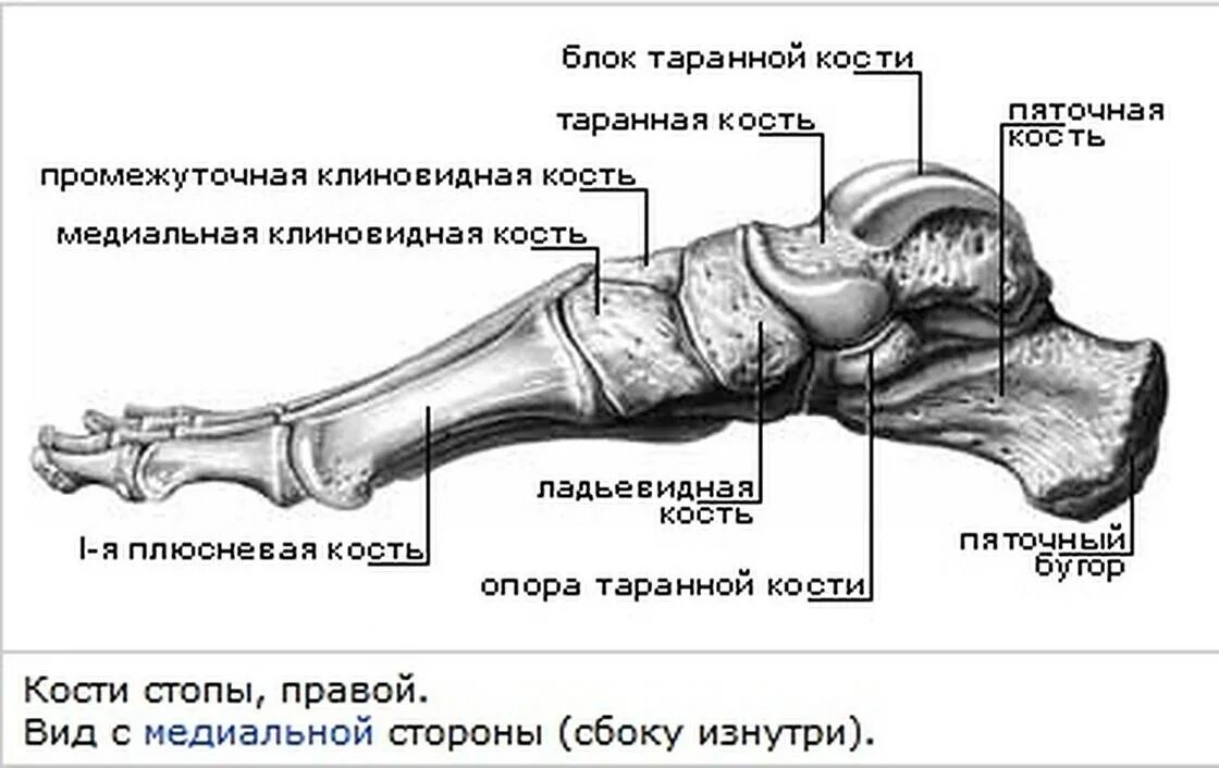Пяточный бугор
