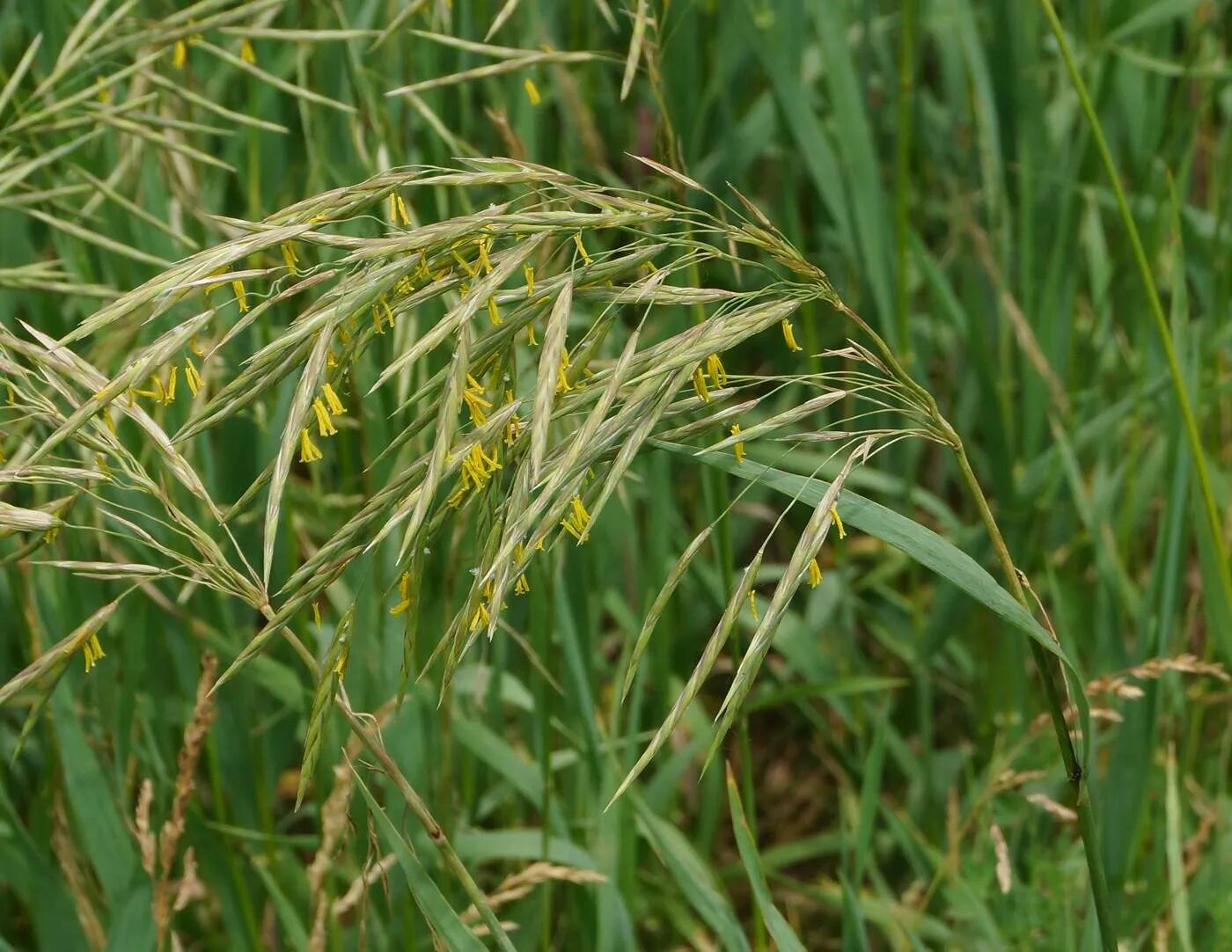 Костер полевой. Кострец безостый. Костёр безостый – Bromus inermis Leyss. Кострец безостый семена. Кострец безостый (Bromopsis inermis).