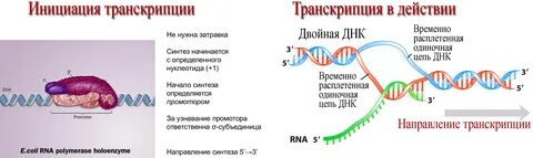 Транскрипция атф