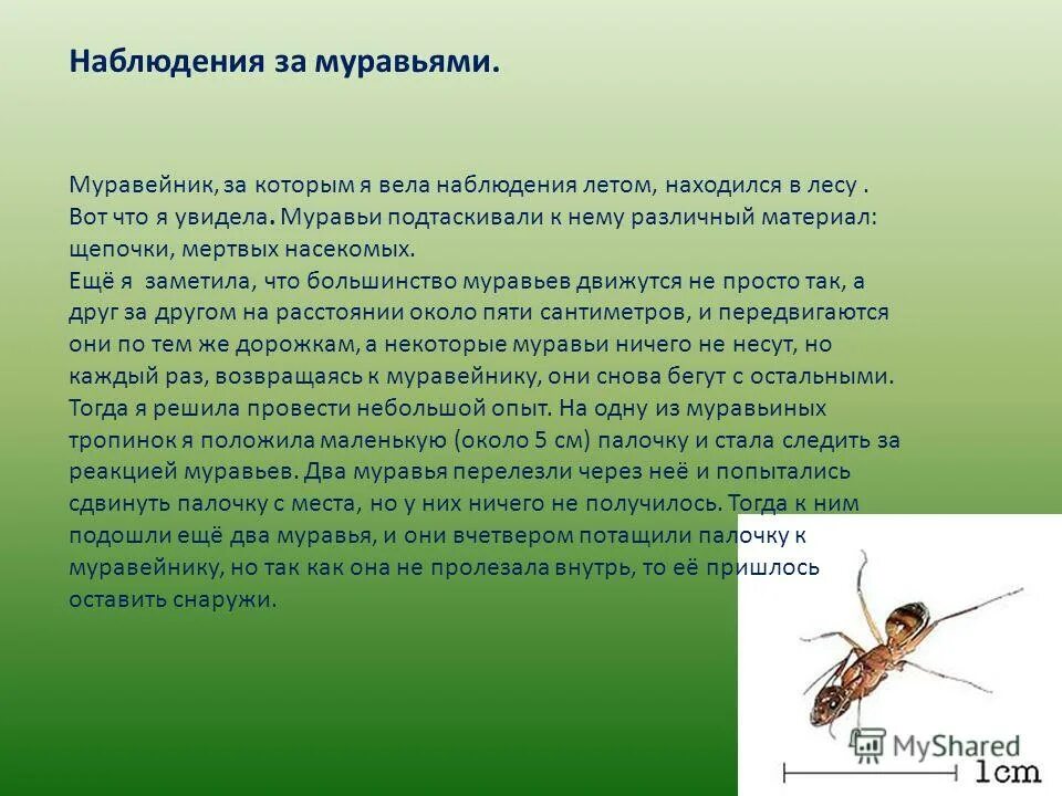 Исследовательский проект о муравьях. Муравьи исследовательская работа. Муравьи наблюдение. Наблюдение детей за муравьями. Текст муравей 2 класс