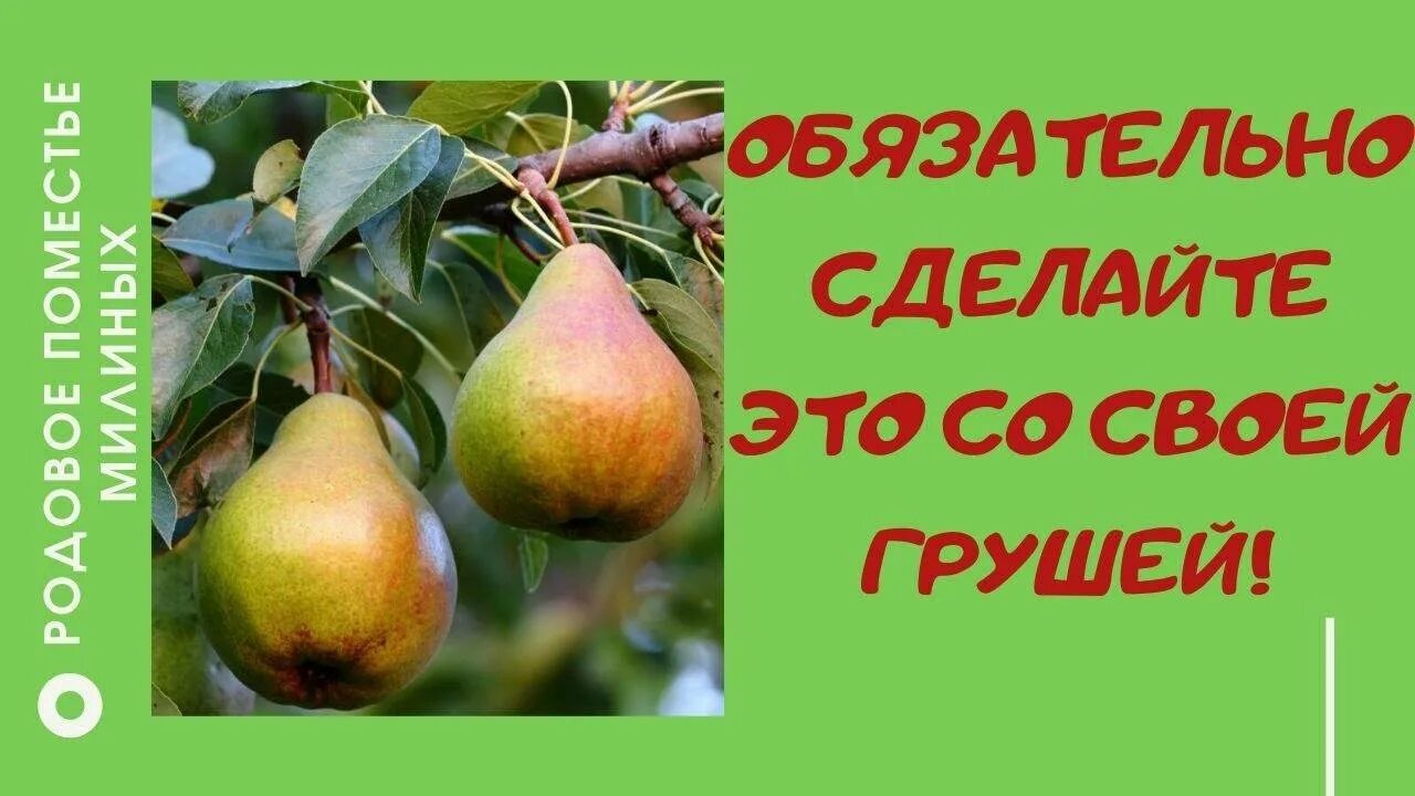 Груша не плодоносит. Груша дичка дерево. Груша плодоносит. Почему груша не цветет и не плодоносит. Заставляем дички груши плодоносить.