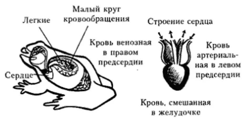 Сколько кровообращения у лягушек. Кровеносная система земноводных лягушка. Кровеносная система амфибий схема. Строение кровообращения лягушки. Схема строения кровеносной системы лягушки.