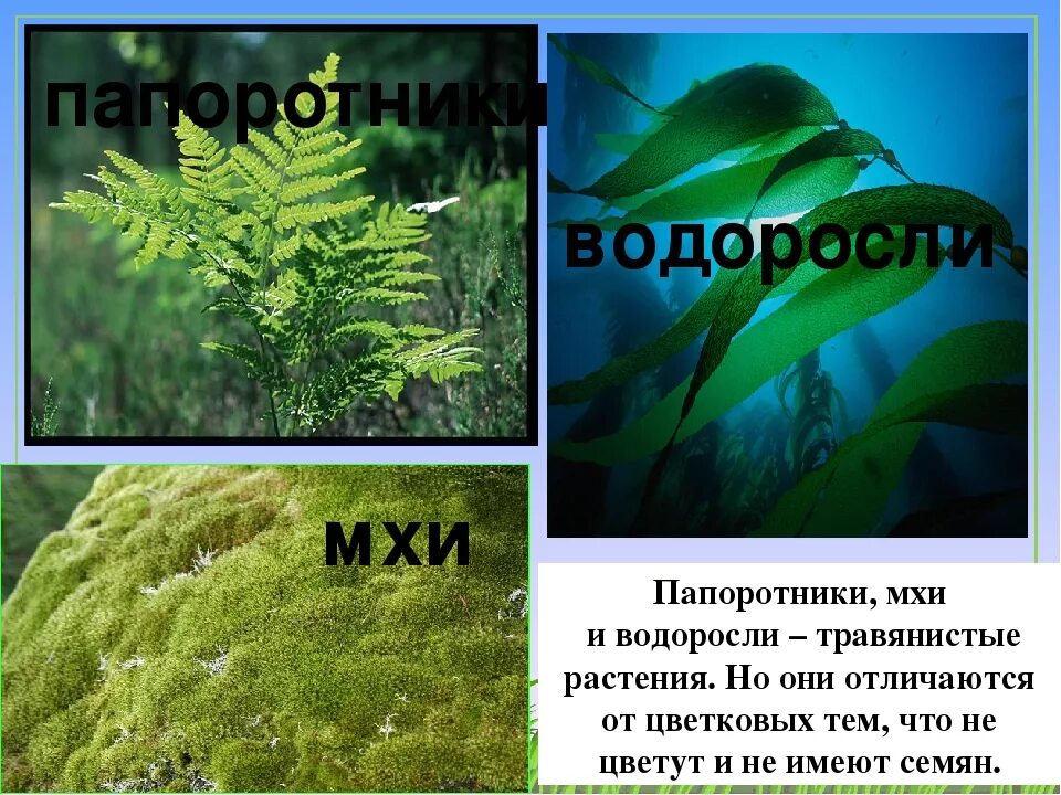 Мхи и папоротники. Водоросли. Мхи. Папоротник водоросли. Водоросли Моховидные Папоротниковидные.