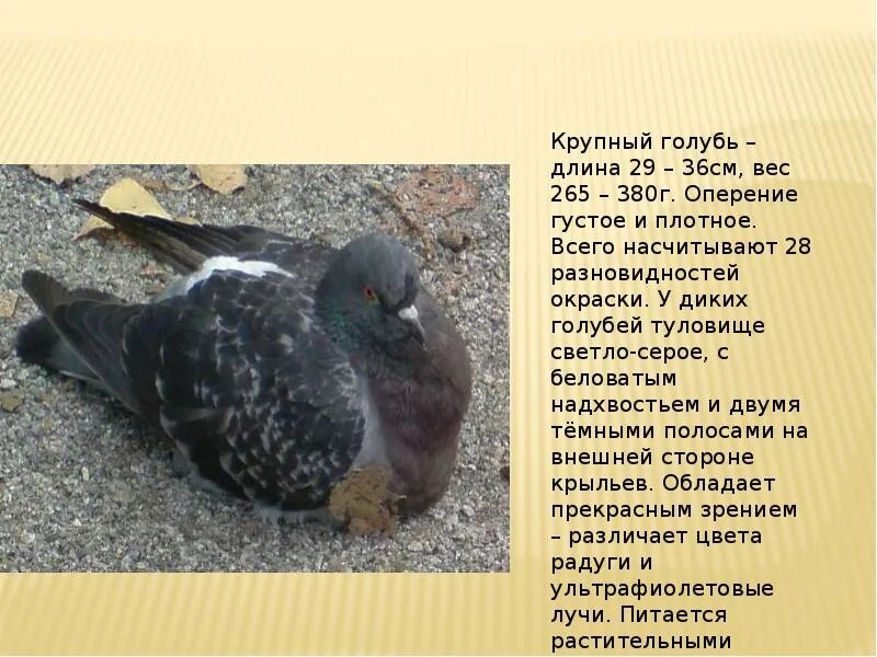 Вес голубя. Описание голубя. сообщение о голубе. крупный голубь. доклад о голубе.