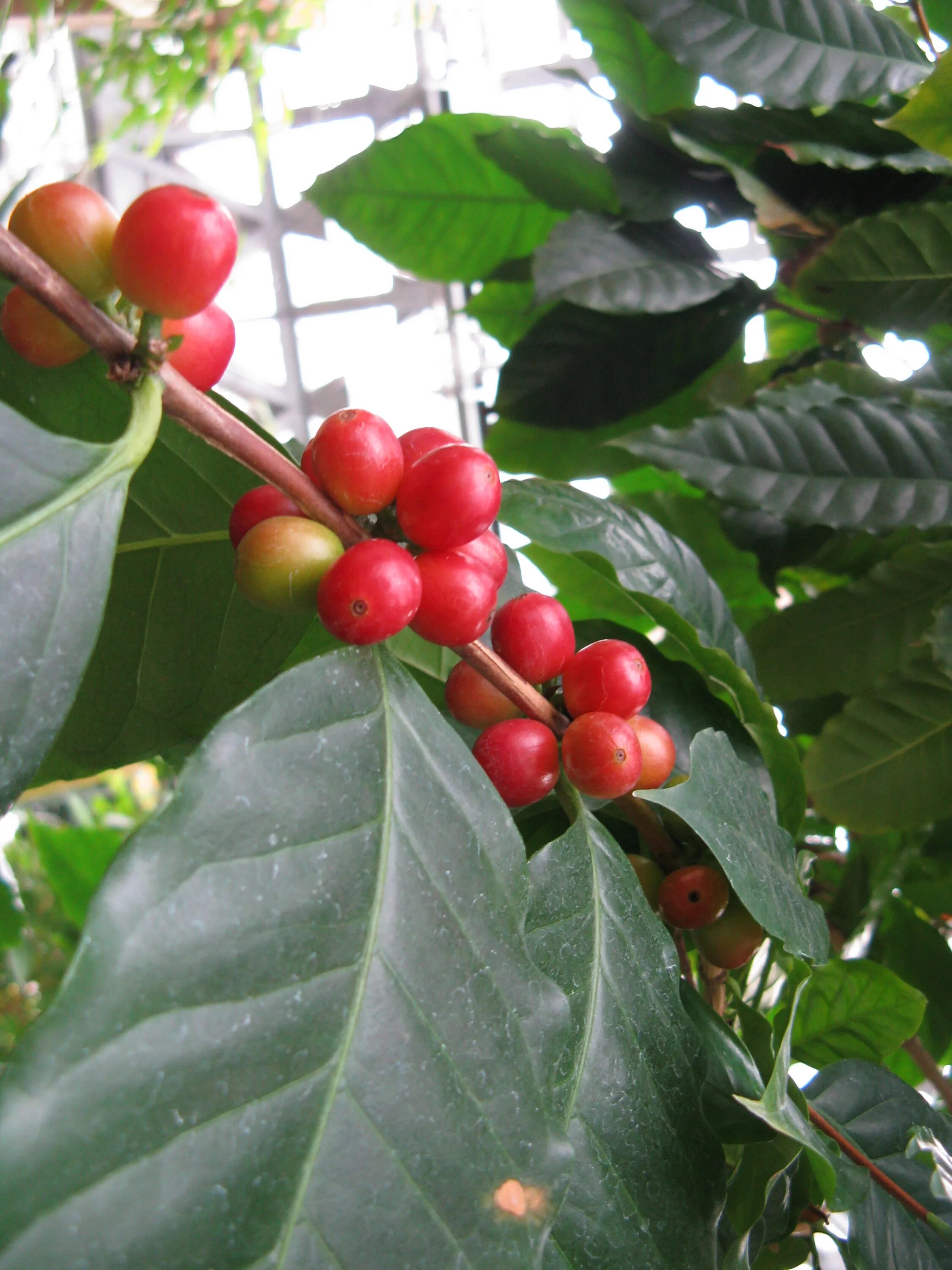 Кофейного дерева кофе Аравийский. Кофейное дерево Аравийское. Кофе Аравийское растение. Дерево кофе Арабика. Кофе аравийский растение