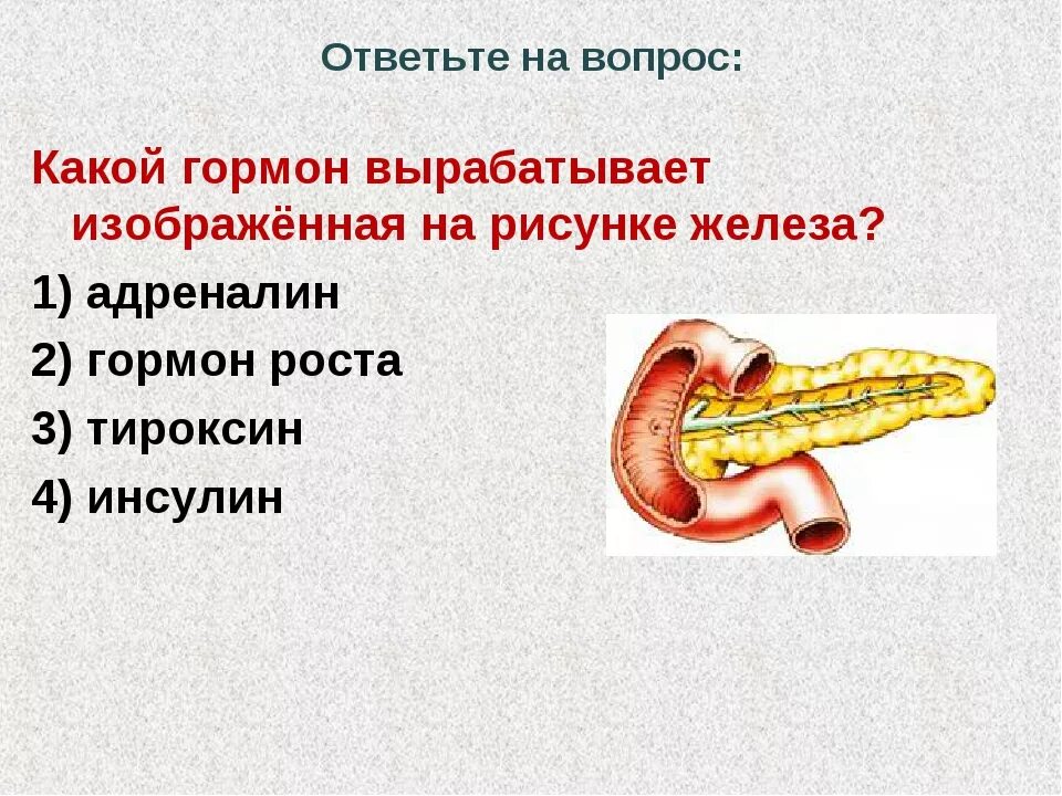 Рисунок на котором изображена железа вырабатывающая гормон инсулин. Какие гормоны вырабатывает. Какие железы вырабатывают гормоны. Поджелудочная железа вырабатывает адреналин. Какие железы вырабатывают тироксин