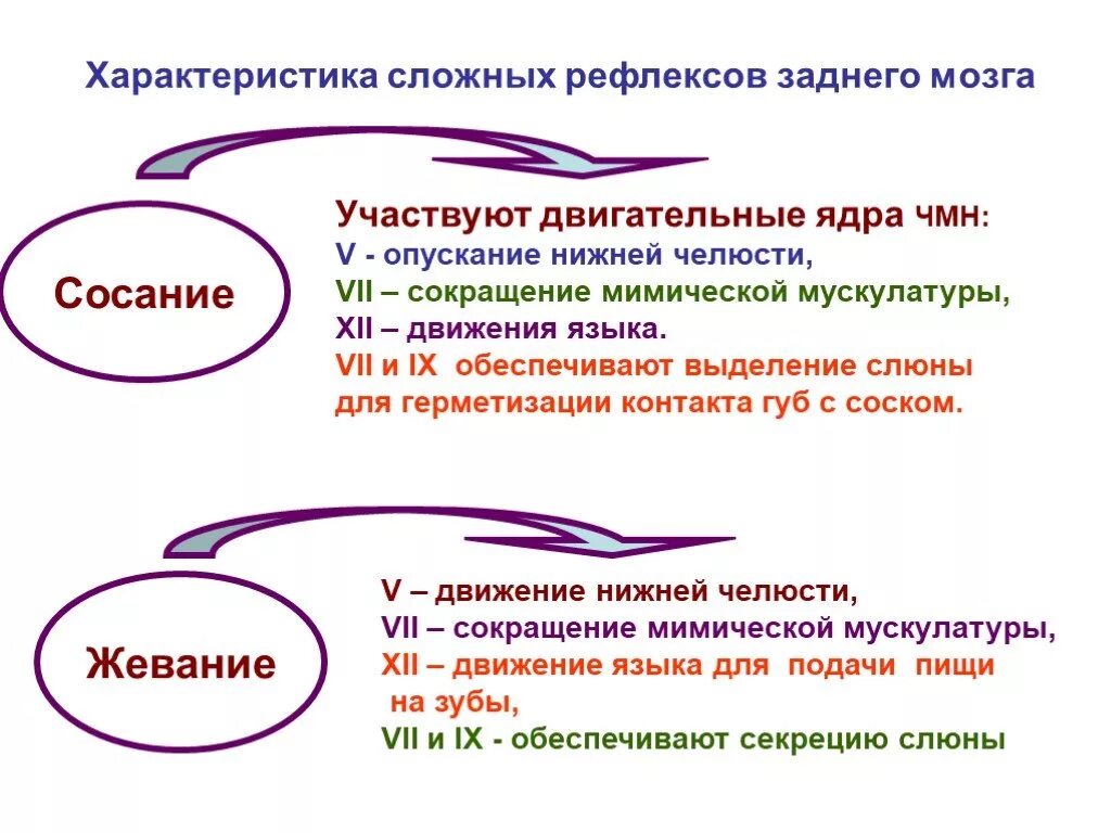 Какие рефлексы обеспечивает головной мозг. Классификация рефлексов заднего мозга. Задний мозг характеристика. Рефлексы заднего мозга кратко. Цепные рефлексы заднего мозга.